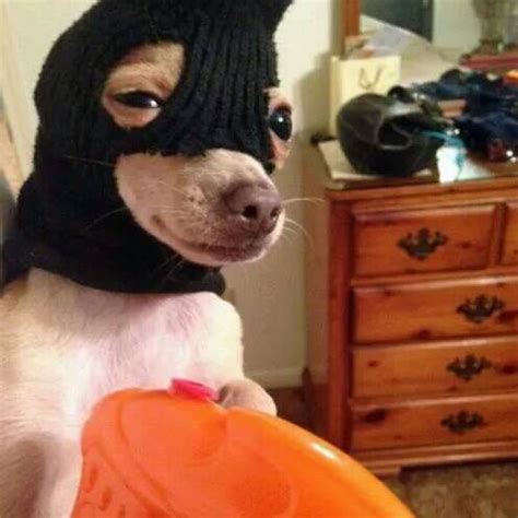 Photo of Smug Dog Wearing Balaclava Wielding Toy Water Pistol Every Day | Know Your Meme