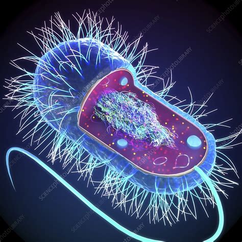 Prokaryotic cell structure, illustration - Stock Image - F033/5746 ...