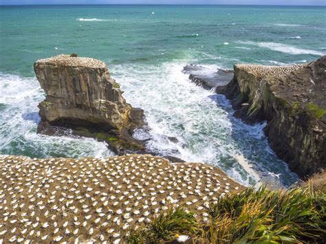 Muriwai Gannet Colony – Aucklife