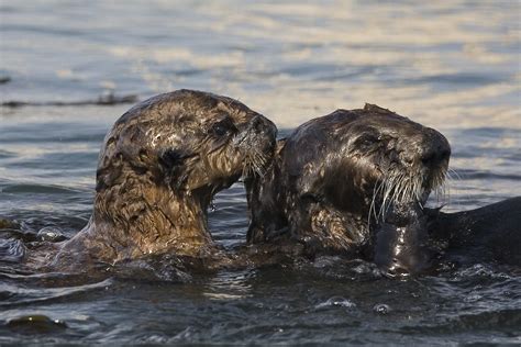 5 Frightening Effects of Oil Spills on Both Land and Marine Animals