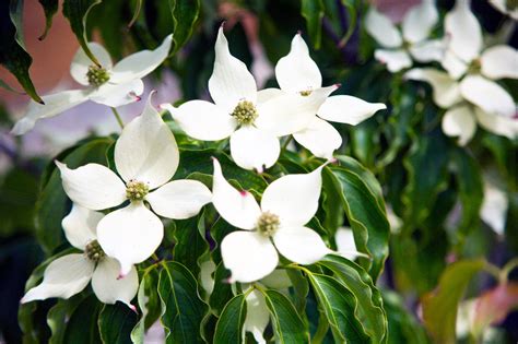 Cornus kousa var. chinensis / Chinese Dogwood, 1-2ft Tall in 2L Pot | eBay