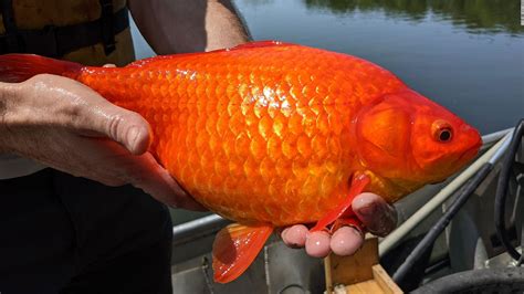 Giant, football-size goldfish found in a Minnesota lake - CNN