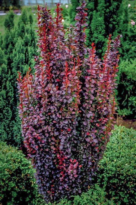 purple and red plants in a garden with green bushes behind them on a ...