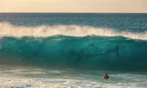 Guide to Surfing Around Sharks – Zion Waves