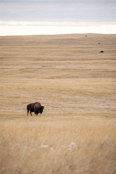 Best Places to See Wildlife in Badlands National Park - The National ...