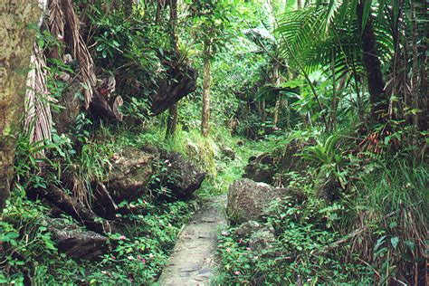 El Yunque National Forest, Puerto Rico