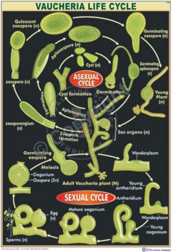 Victory Graphik | B-65 Ulothrix Life Cycle