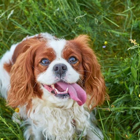 Cavalier King Charles Spaniel: Health Issues and Prevention Tips