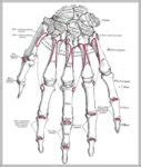 Hand Anatomy Picture Image | Anatomy System - Human Body Anatomy ...