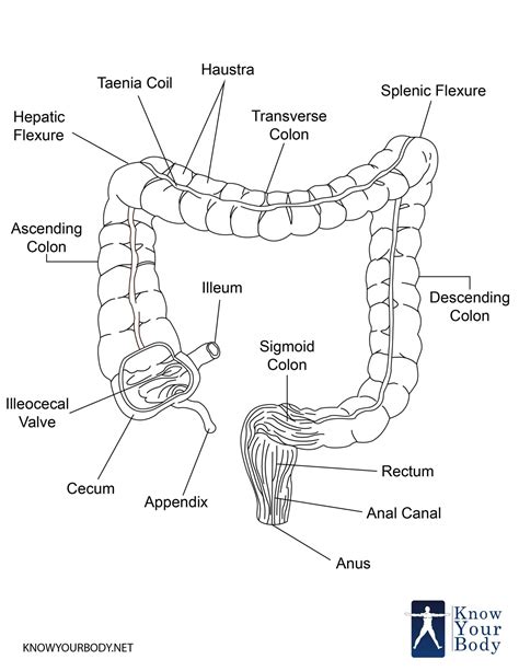 Large Intestine Anatomy Diagram