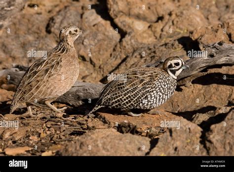 Montezuma Quail male and female, Cyrtonyx montezumae Stock Photo - Alamy