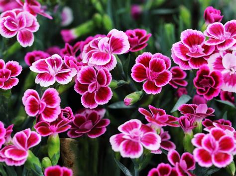 Growing Dianthus In The Garden - How To Care For Dianthus | Gardening ...