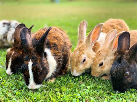 Handstanding Rabbits Help Scientists Identify Gene for Jumping