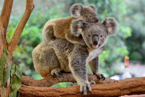 Thousands of Female Koalas Face this Enormous Problem in the Wild - Newspaper Animals Pro Demo