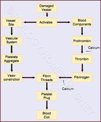 Blood Clotting Process – Biology for Everybody