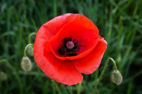 500+ Poppy Pictures [HD] | Download Free Images on Unsplash