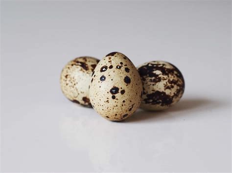 Quail Eggs for Babies - When Can Babies Eat Quail Eggs - How to Serve ...