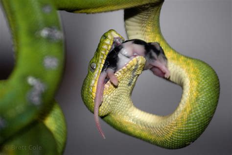 Brett Cole Photography | Green tree python (Morelia viridis) eating a mouse, National Zoo ...