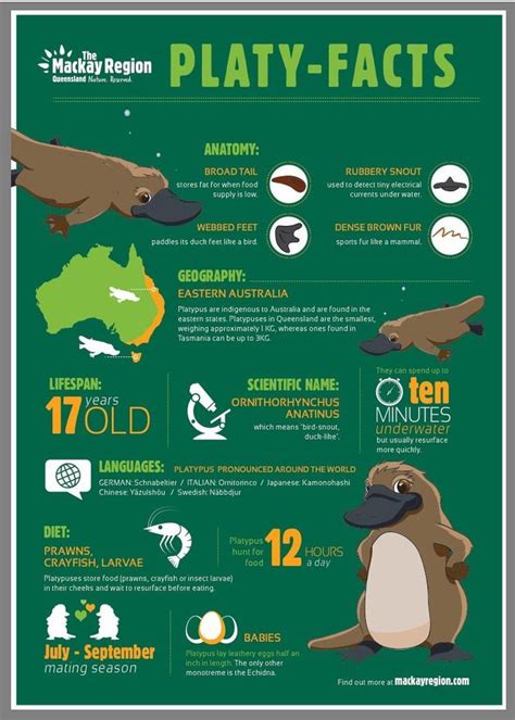 Guide to finding platypus at Eungella National Park | Platypus, Animal ...