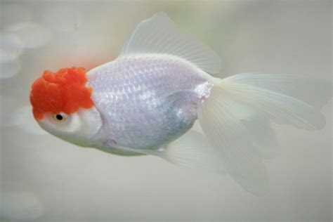 Oranda Goldfish