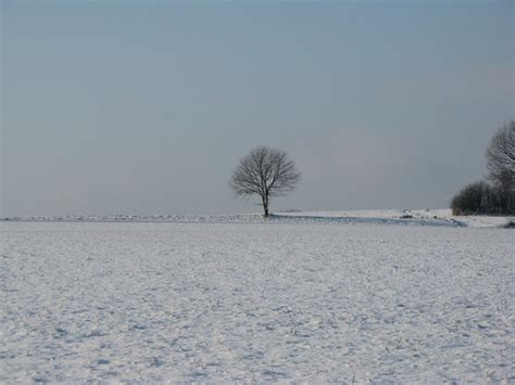 winter tree | free stock - creative commons - by attribution… | Flickr