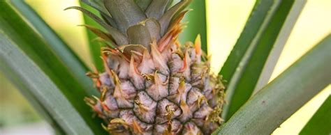 Pineapple Plant Care - Growing Pineapples Indoors | Today's Gardener