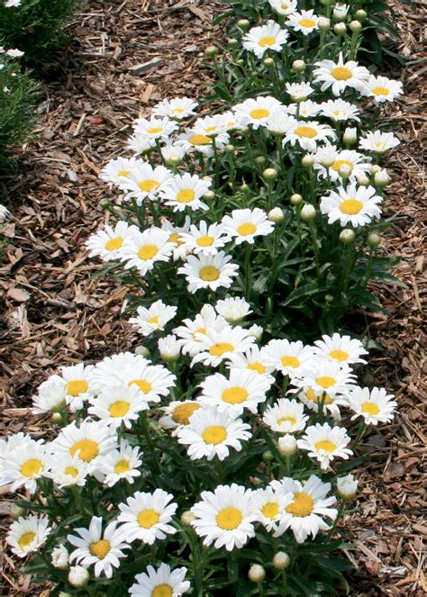 Shasta daisies shine in modern gardens | Mississippi State University Extension Service