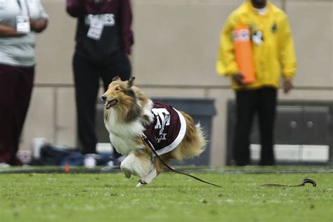 Texas A&M collie mascot Reveille gets loose during pregame ceremony ...