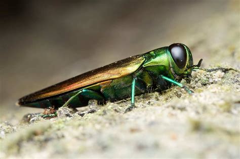 Emerald Ash Borer - Deadly Charlotte Pest - Arborscapes