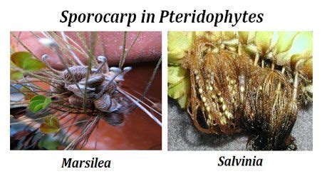 Sporocarp of Marsilea and Salvinia | Biology class, Alternation of ...