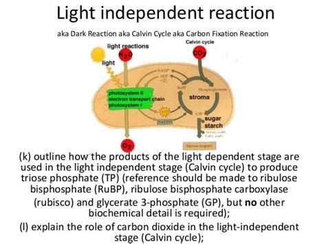 Photosynthesis 6 light independent reaction