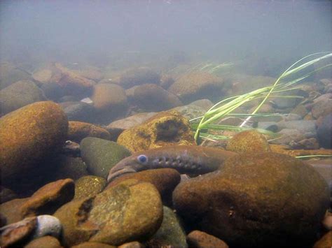 Agnatha - Lamprey, Hagfish | Wildlife Journal Junior