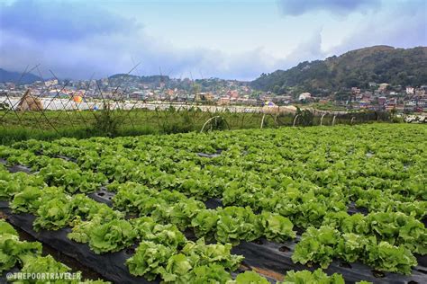 La Trinidad Strawberry Farm: Heart-shaped Madness in Benguet ...