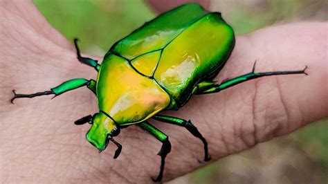 Emerald beetle found by accident where longhorn beetle occurs - YouTube