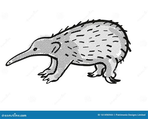 Western Long-beaked Echidna Endangered Wildlife Cartoon Mono Line ...