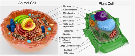 Vacuole In A Animal Cell