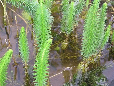 Deeper water pond plants - caring for your plants - Merebrook Pond Plants