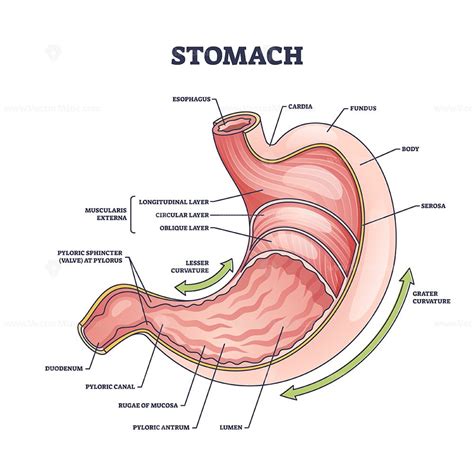 Stomach anatomy or digestive organ detailed inner structure outline diagram – VectorMine