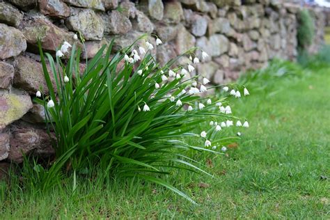 How To Plant Snowflakes (Leucojum) - BBC Gardeners World Magazine