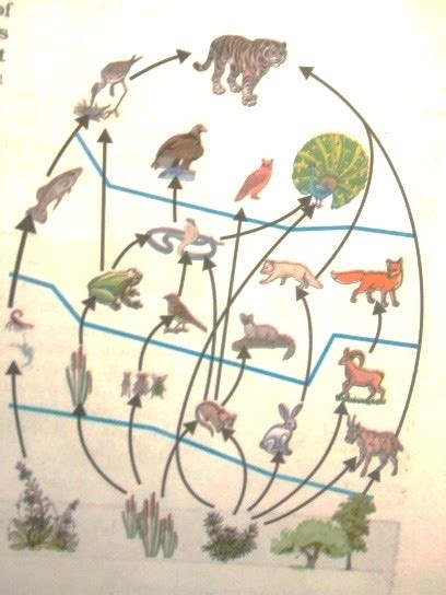 With suitable examples briefly explain the trophic levels in an ecosystem and the flow of energy ...