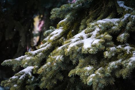 Premium Photo | Evergreen trees in winter