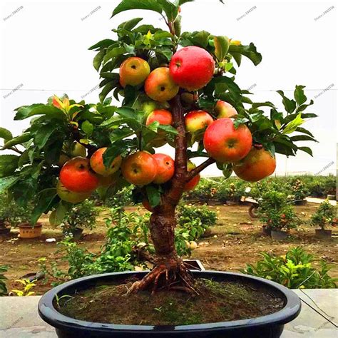 30 pcs Dwarf Apple Seeds,Sweet organic fruit vegetable seeds,Bonsai tree seeds for garden plants ...