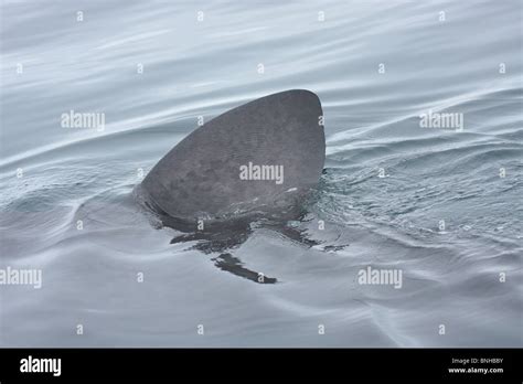 Basking Shark Fin Stock Photo - Alamy