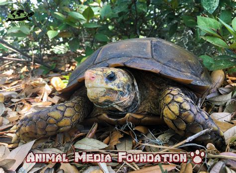 What is IMPRESSED TORTOISE? - Animal Media Foundation