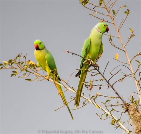 Meet the beautiful Mithu parrot and share my memories with pictures of ...