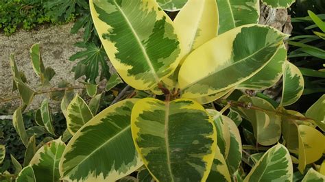 HOW TO GROW FICUS ELASTICA 'VARIEGATA' |The Garden of Eaden