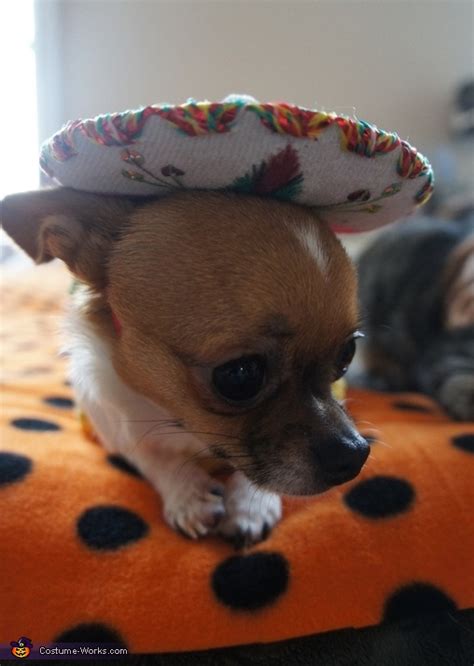 Taco Dog & Rodeo Cat Costume | Coolest DIY Costumes - Photo 5/9