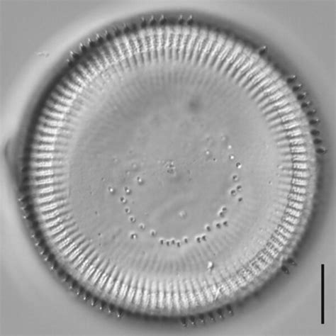 Compare Cyclotella quillensis | Species - Diatoms of North America