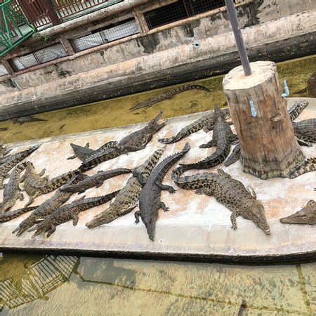 Samut Prakan Crocodile Farm and Zoo - 2019 All You Need to Know BEFORE You Go (with Photos ...