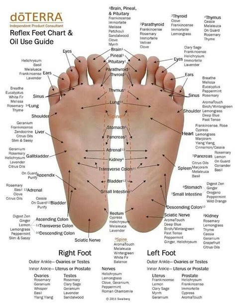 Reflexology Pulse Points on Feet | Reflexology essential oils ...